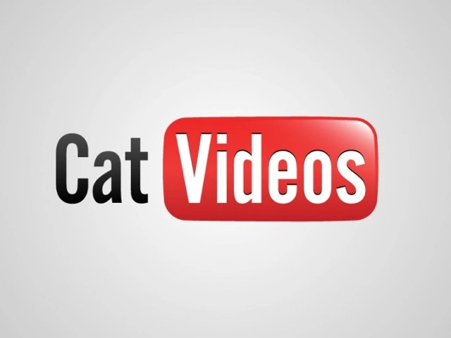 cat videos 