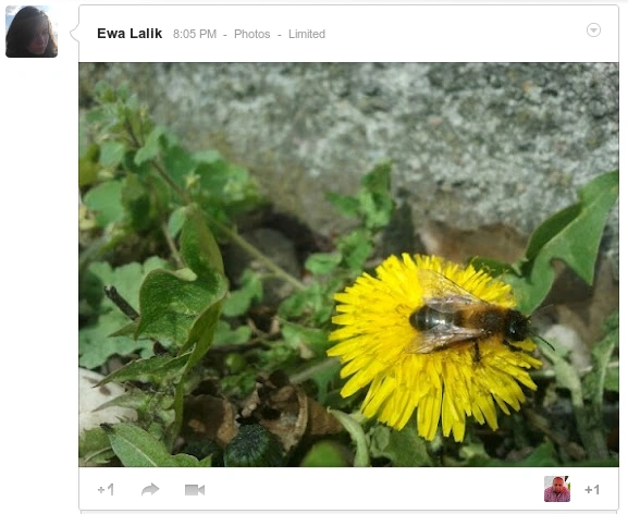 g+ photo