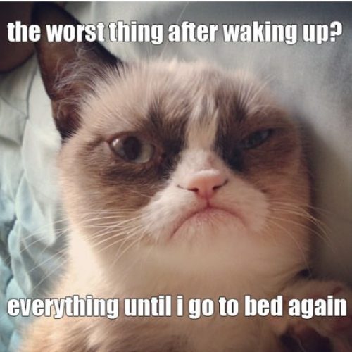 https://ocs-pl.oktawave.com/v1/AUTH_2887234e-384a-4873-8bc5-405211db13a2/spidersweb/2013/05/grumpy-cat-1.jpg