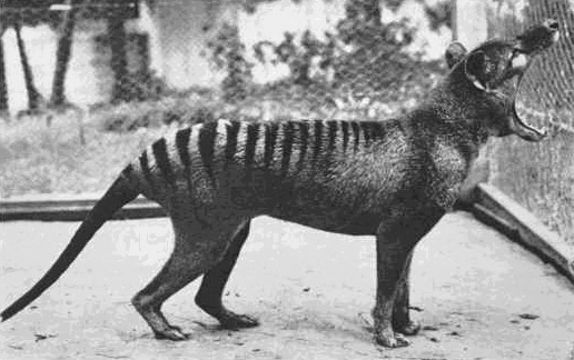 thylacine
