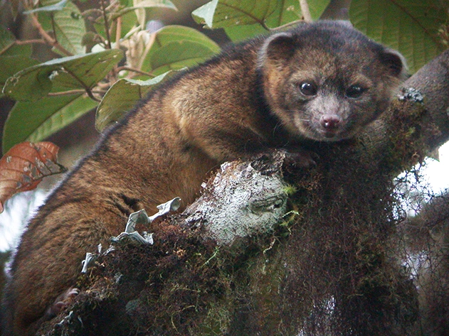 Olinguito-1