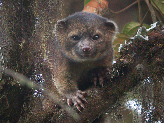 Olinguito-2