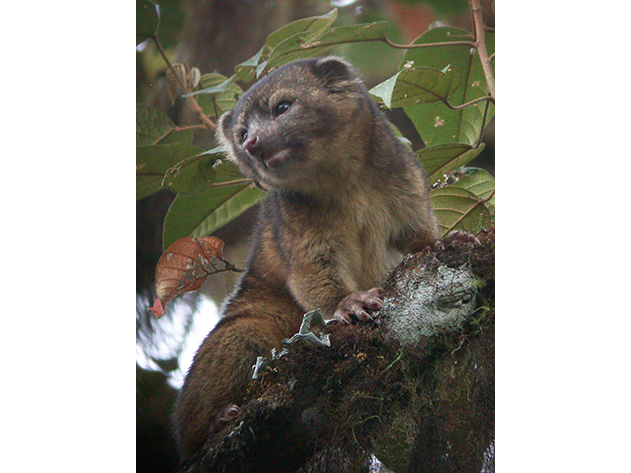 Olinguito-3