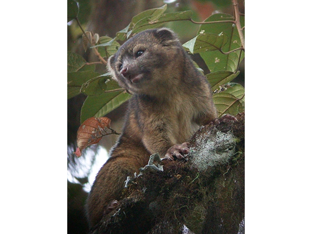 Olinguito-3