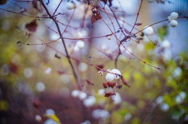 Fujian 35mm f/1.7