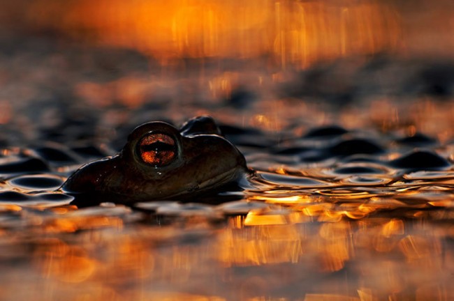 wildlife-photographer-of-the-year-2013-1