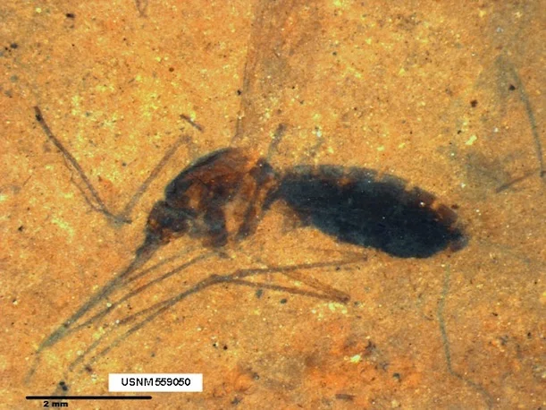 Blood-engorged-mosquito 