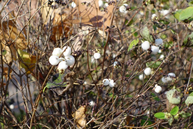 DSC01206