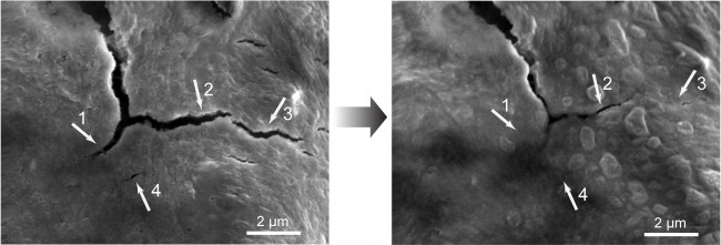 Fig 4