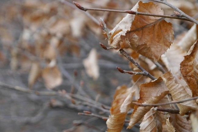 panasonic-lumix-14-42-1