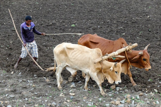 etiopia (5)