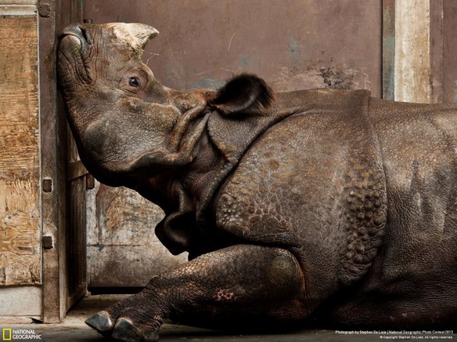 national-geographic-2013-8