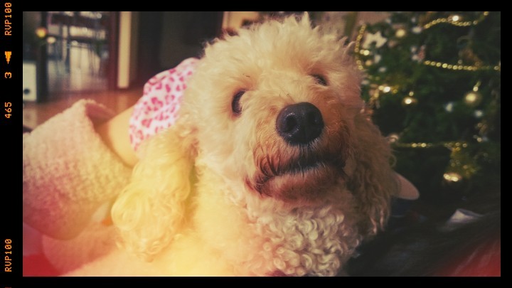 Lomogram_1 class="wp-image-160801" 
