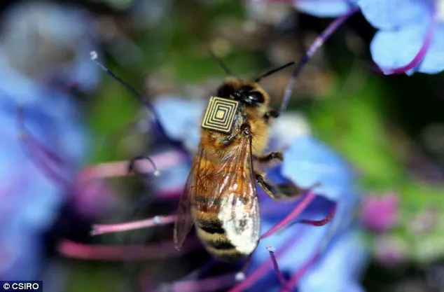 bee_sensor2 