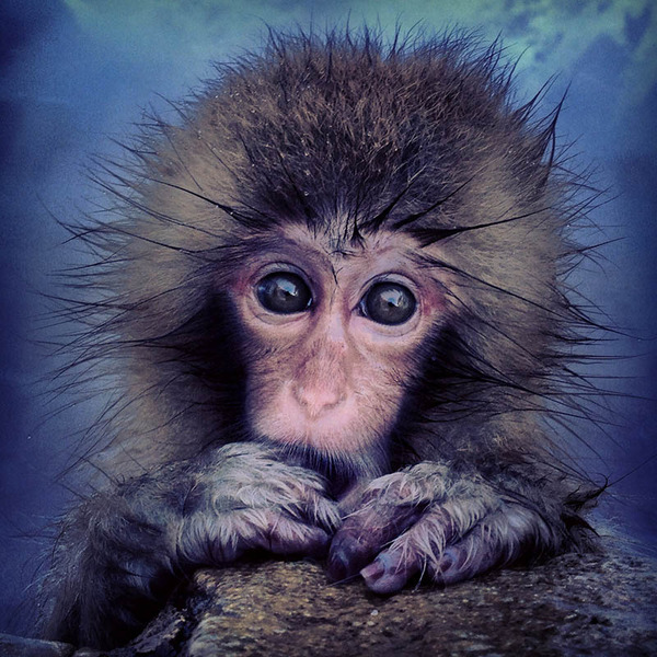 mobile-photography-awards-2013-20