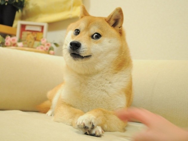 doge class="wp-image-168405" 