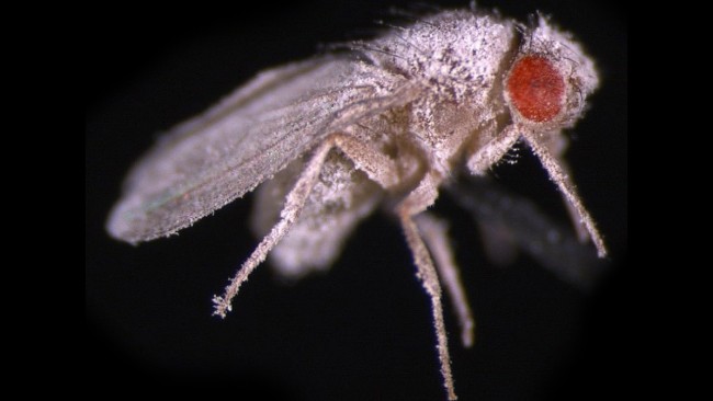 drosophila_infected