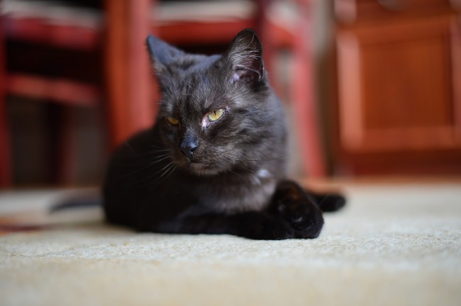 Nikon Df 13