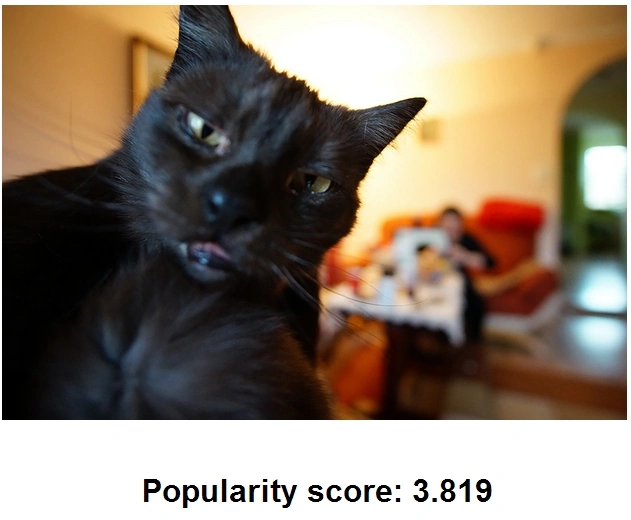 popularnosc zdjecia – kot obi