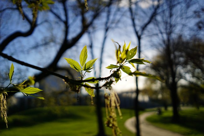 sony 20mm 2