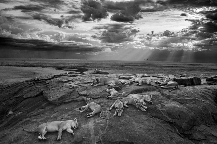 fot. Michael Nichols, USA, I miejsce w kategorii Natura i dzika przyroda class="wp-image-186301" 