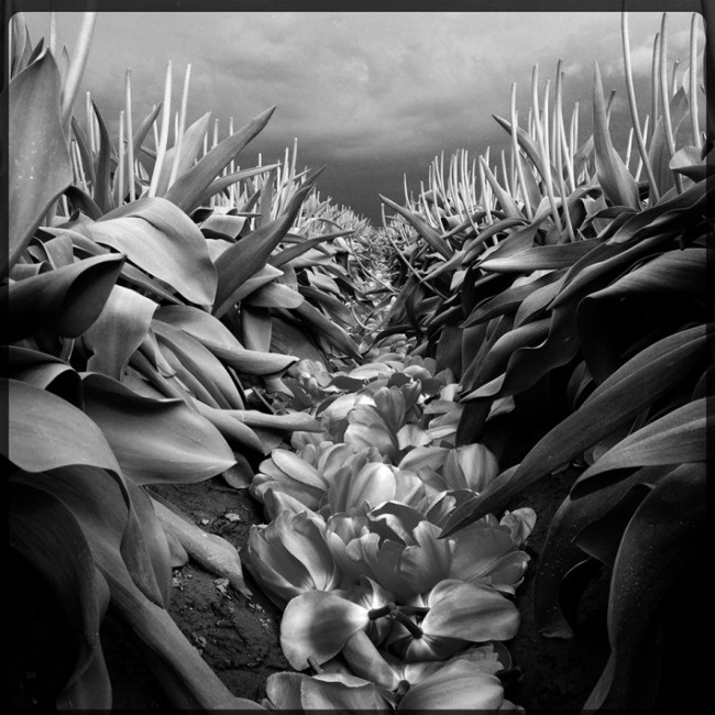 14-LEE-ATWELL-2ndFlowers-710×710