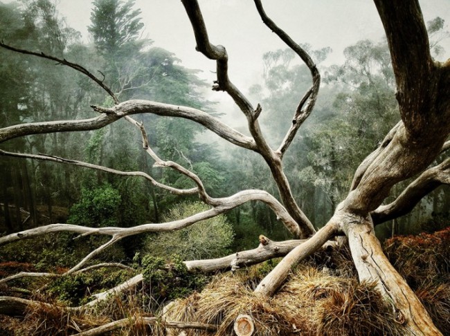 52-AARON-PIKE-1stTrees-710×531