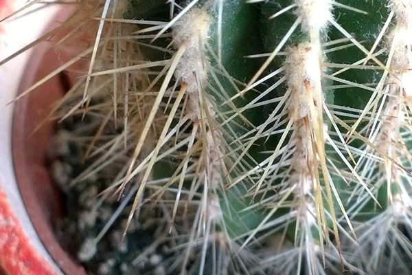Lumia 1020 makro 1
