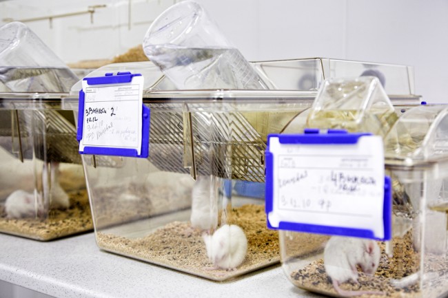 labmice