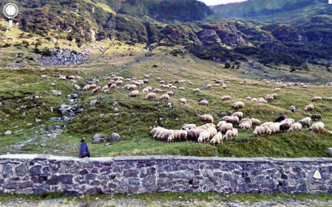 sheep