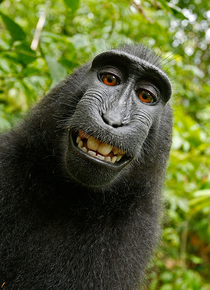 Macaca_nigra_self-portrait 