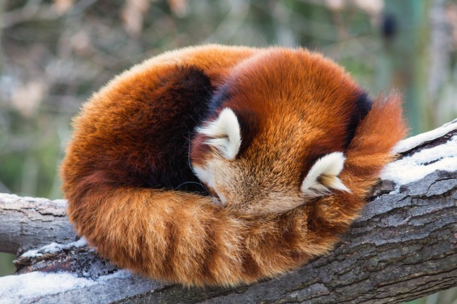 firefox_shutterstock