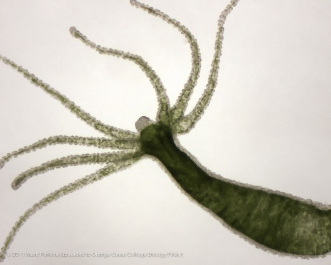 stulbia zielona 