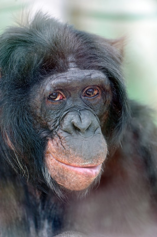 98,7% wspólnego DNA. Tambako The Jaguar, Portrait of a bonobo, Flickr, CC BY-ND 2.0  class="wp-image-267477" 