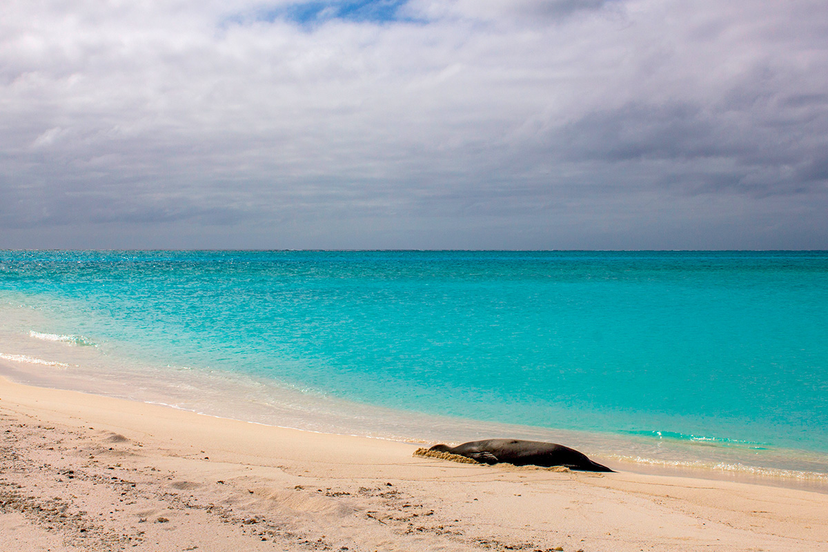 Midway Atoll, fot. Eric Dale  class="wp-image-294946" 