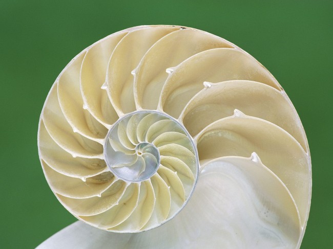 zlota proporcja 1