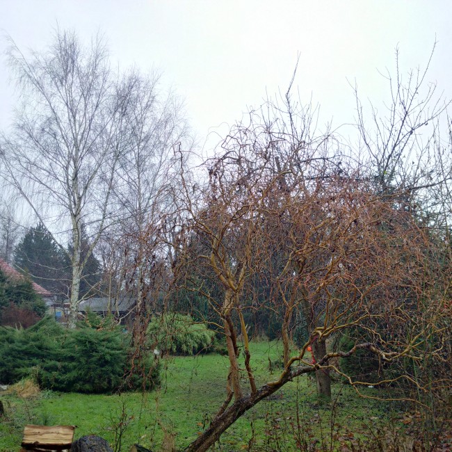 IMG_20141214_112721_hdr 