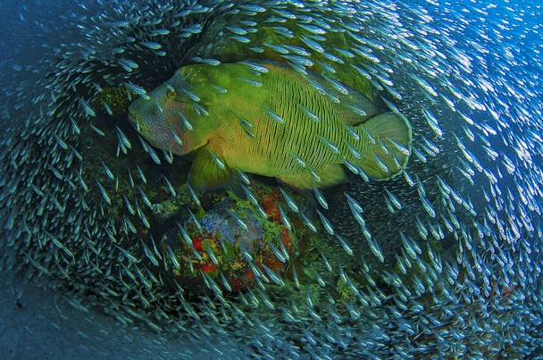 National Geographic Photo Contest 11