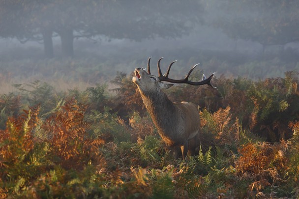 National Geographic Photo Contest 12