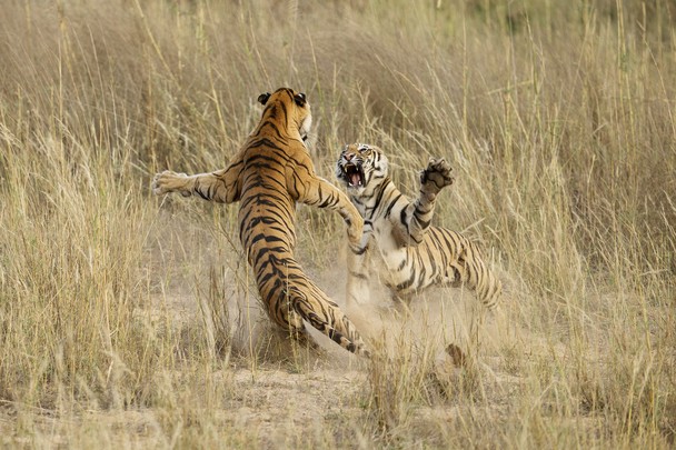 National Geographic Photo Contest 16