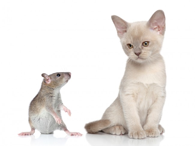 rat_and_cat class="wp-image-302291" 