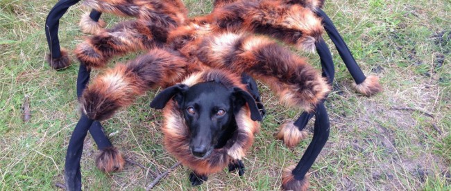 spider dog wardega 