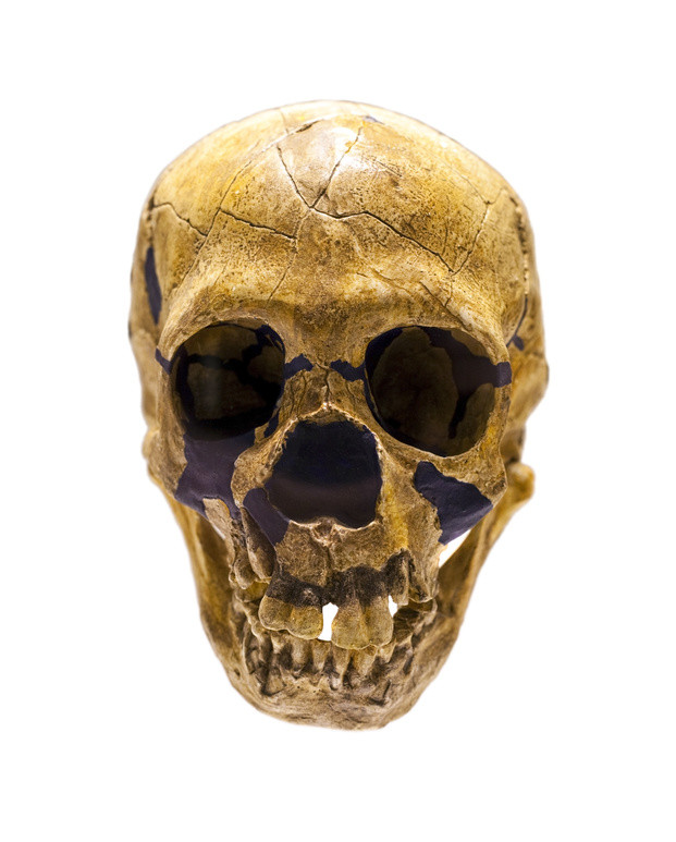 skull class="wp-image-327539" 