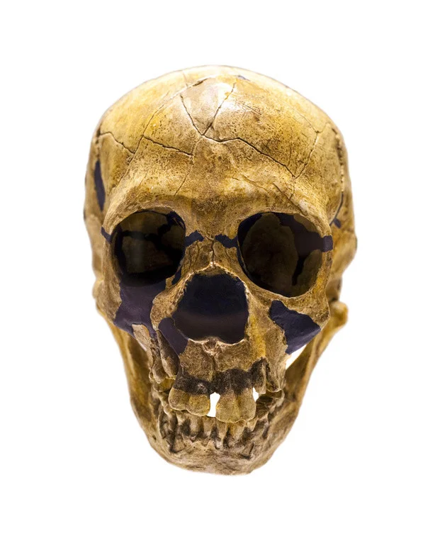 skull 