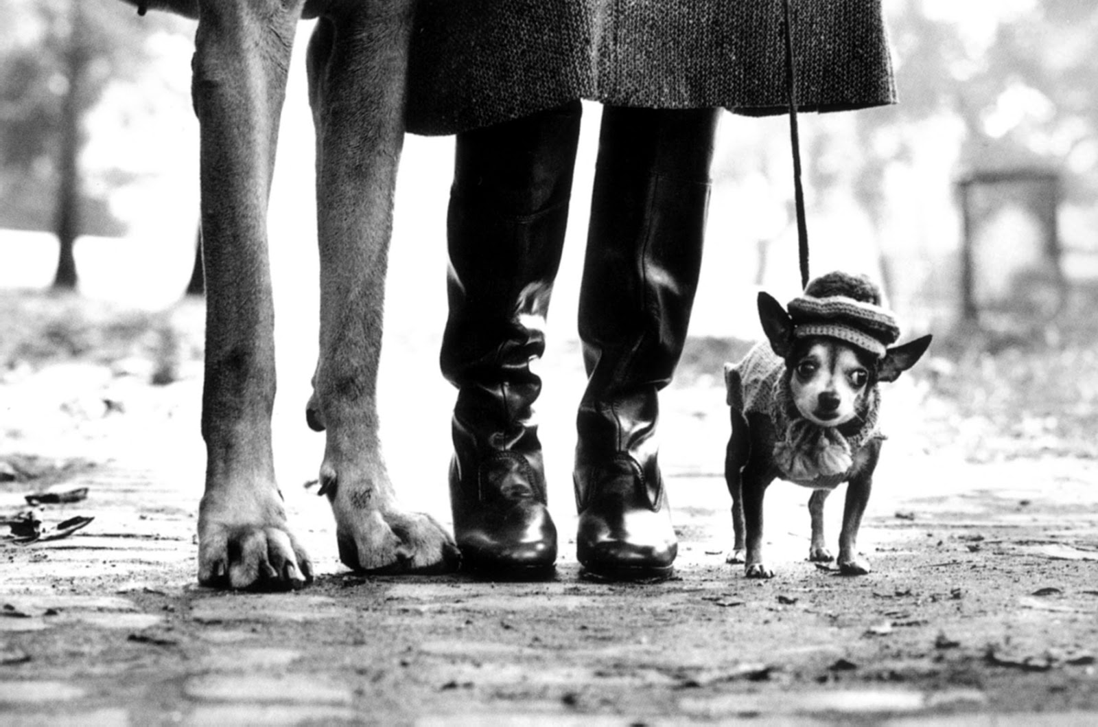 Fot. Elliott Erwitt class="wp-image-345898" 