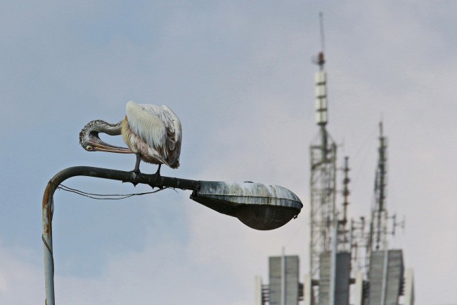 Pelican in front of Colombo (Sri Lanka) skyline