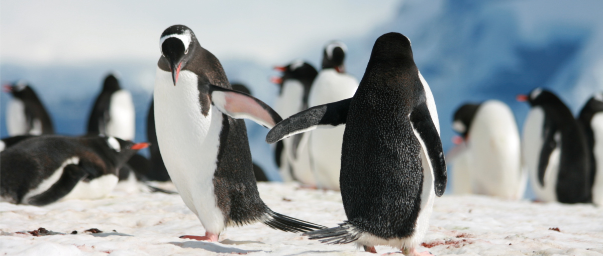 Poradnik jak bezstresowo i łatwo przetestować Linuxa