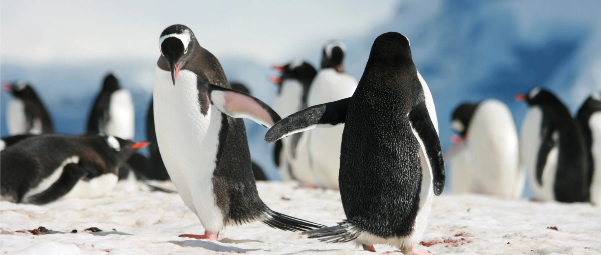 Poradnik jak bezstresowo i łatwo przetestować Linuxa