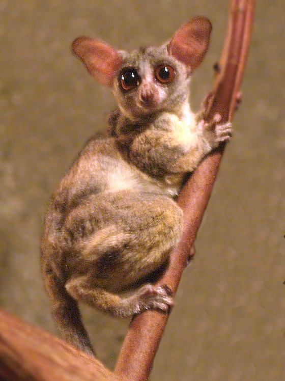 Galago class="wp-image-369343" 