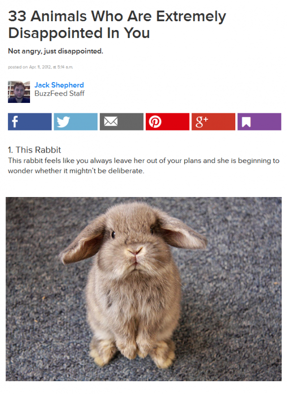 buzzfeed-33zwierzeta